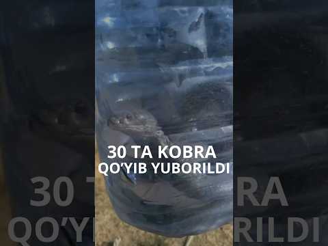 Toshkentda fuqaro 30 dona kobrani ko‘chaga qo‘yib yubordi #ozbekiston #news