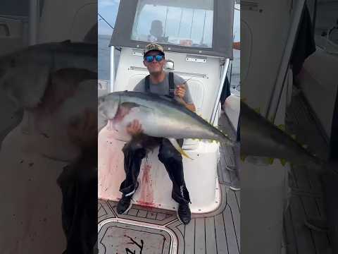 Unknown facts about tuna fish #shortsfeed