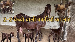 14 बकरी 1 ब्रीडर 20 बच्चे (राजस्थान गोट फ़ार्म अजमेर ) जय  तोषिक 9783341533