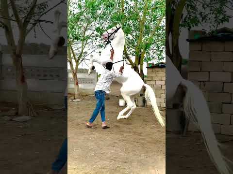 Dancing White Horse  Only Back Two Legs Incredible View.