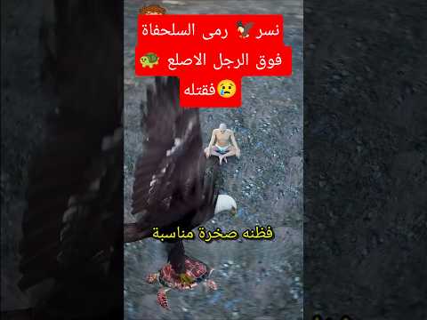 نسر يرمي السلحفاة ليكسر😱 صدفتها #حقائق_غريبة #قصص_واقعية #معلومات_غريبة #حيوانات #معلومات #animals