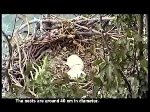 Travelers of the Nature - Migration & Breeding of Black-faced Spoonbill - YouTube