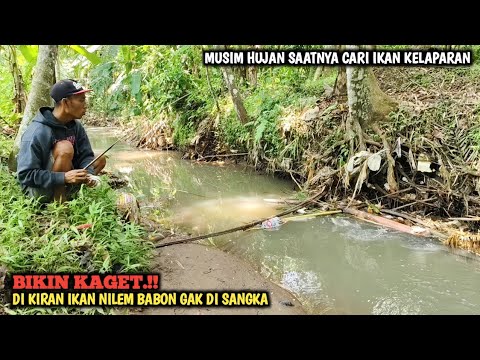 DI KIRA BABON IKAN NILEM TERNYATA DI LUAR DUGAAN || MANCING SEHABIS HUJAN PAKAI UMPAN LARON