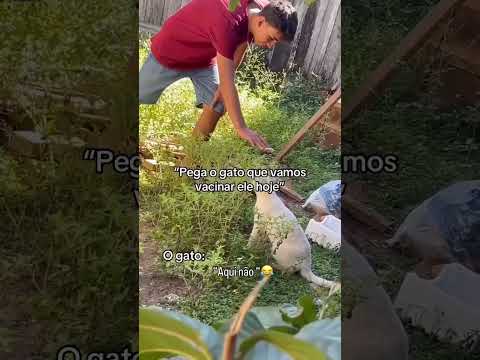 "Pega o gato que vamos vacinar ele hj"#memes #humor #sertanejo #shorts #agro #fazenda #gatos
