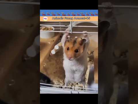 Animals Funny Moment-85 🤣🤪
