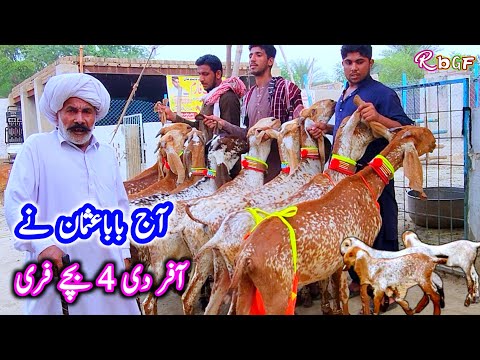 مکھی چینی بچے اور گبن بکریاں باباعثمان کی بڑی آفر بسم اللہ گوٹ فارم ڈیرہ غازی خان