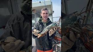 I caught a Giant BLUE lobster!