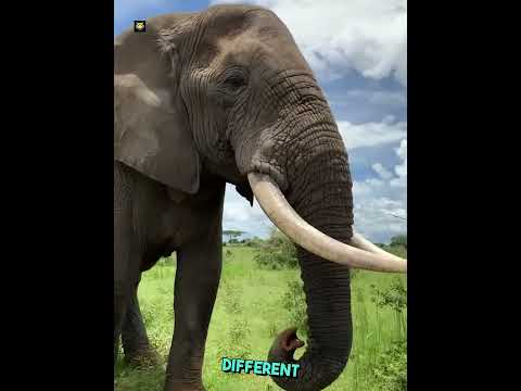 Elephants Many Teeth!