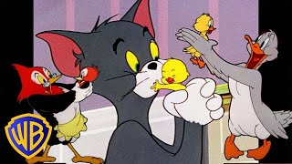 Mamás animales 🦆🐔 | Tom y Jerry en Latino | @WBKidsLatino