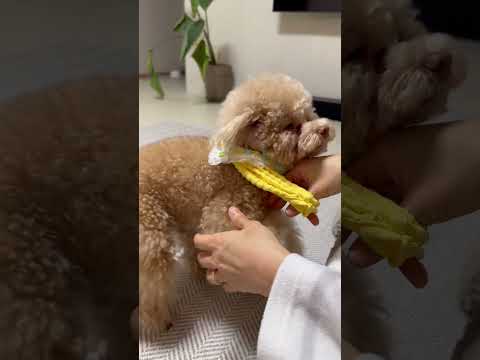 스스로 나갈 준비하는 복떠니?