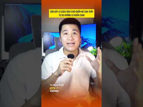 Tạo sân chơi cho chó kiểu