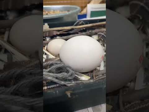 giving my pigeon a chicken egg