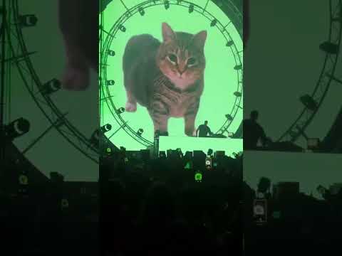 Wer kennt die Katze? 😂