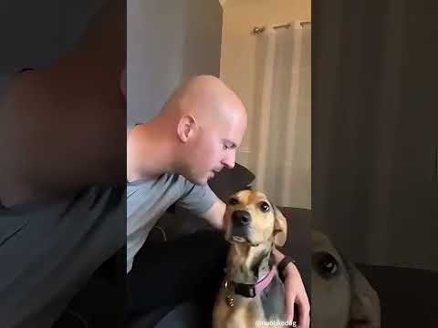 My dog chose my boyfriend over me 💔#dog #doglover #funny #funnyvideos #foryou #fypage #fypツ #funny