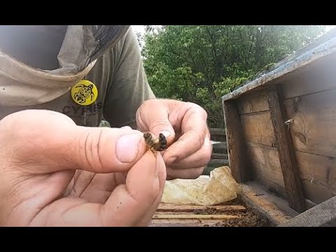Сажу рой обратно в улей#роеловство