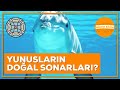 Dolphin Communication and Sonar Technology
