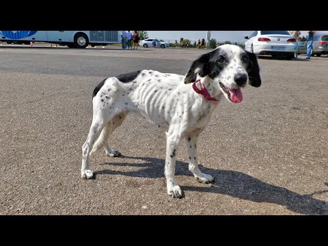 Poor Dog Turns into Skeleton After Her Family Kicked her Out