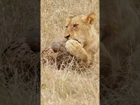 Who wins? Lion cub vs pangolin.