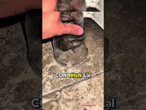 Nhện khổng lồ tấn công những ai không đăng kí 😡