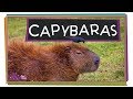 Capybara Behavior and Adaptations