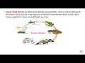 Energy Flow and Ecosystem Dynamics