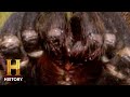 Understanding Tarantula Behavior and Reactions