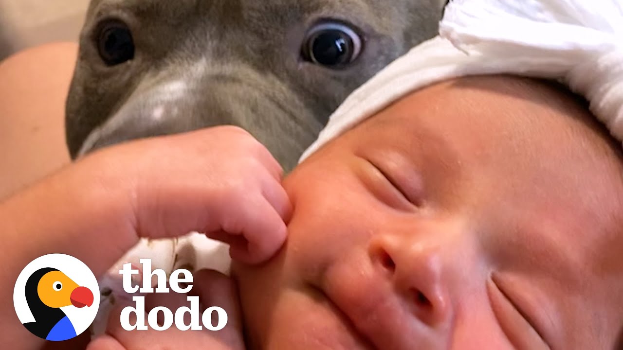 Pittie Does The Sweetest Thing When His Baby Sister Cries Pittie Nation