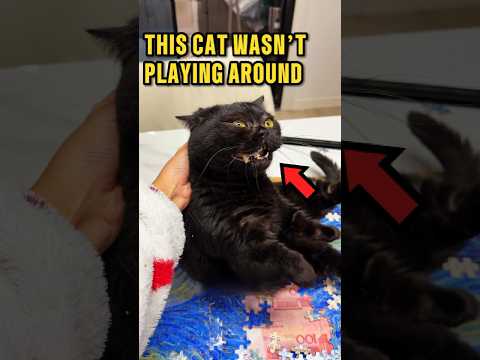 Her Cat Exposed Her Boyfriend's Secret Life 😭❤️