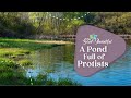 Protists and Their Ecosystems