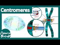 Cell Division and Chromosome Structure