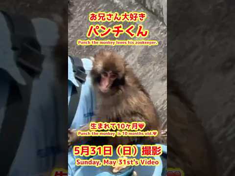 パンチくん【2026年5月31日撮影】お兄さん大好きパンチくん #がんばれパンチ #punch #HangInTherePunch #市川市動植物園【Punch the monkey】N01