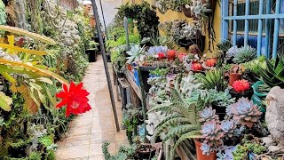 corredor de suculentas tour atualização passeio. 🌺🤗🥰