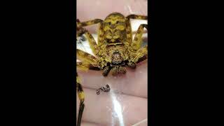 Spiders In My Package