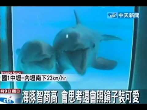 海豚智商高 會思考還會照鏡子裝可愛 - YouTube