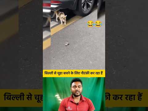 बिल्ली से चूहा बचने के लिए नौटंकी कर रहा हैं 😂😂 #shorts #cat #rat #catshorts #funnyshorts