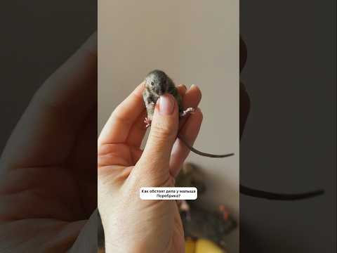 Мышиные новости 🐁