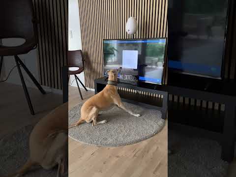 Enrichment & gamified sound training for dogs #enrichment #dogs #doglover