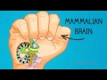 Understanding the Hand Model of the Brain