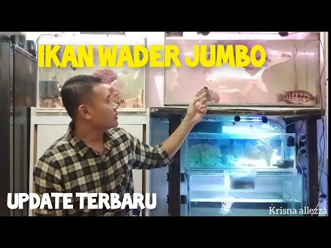 UPDATE IKAN WADER JUMBO HASIL MANCING