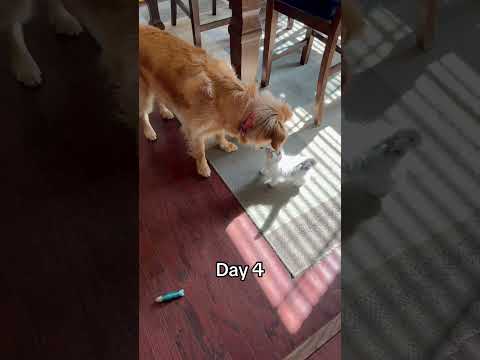 My golden retriever and my kitty are absolute best friends! 🥹❤️ #bestfriends #bffs