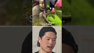 Fastest Lettuce Slicer