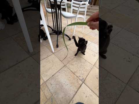 Playful Black Cats: Not What You Think! Join the Fun!