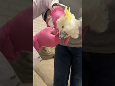 Удаление инородного тела у какаду без операции орнитолог, ветеринар Краснов Иван +7 999 9927019