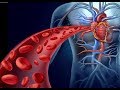 Exploring Cardiac Output and Its Impact on the Body