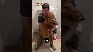 Хайленд. Пушистые Милые Коровы 🐂