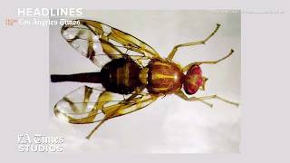 Millions of Sterile Fruit Flies to Be Released in San Diego