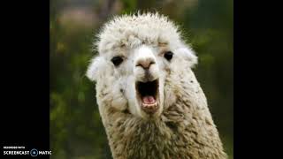 Amazing Llamas