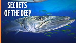 Open Ocean: Secrets of the Deep Sea 🌊| Full Wildlife Documentary