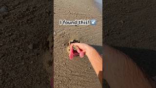 I found this at the beach! 🏖️