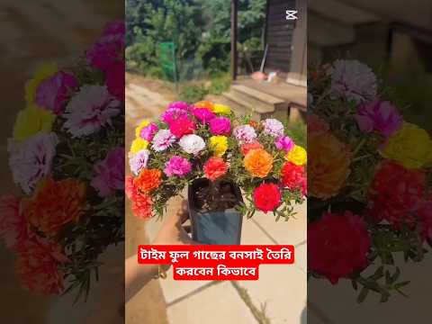 টাইম ফুল গাছের বনসাই তৈরি করবেন কিভাবে ? bonsai flower #facts #gardening #shorts